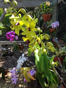 Orchids on the Bungalow 